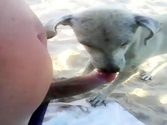 Dog blow my dick in the beach