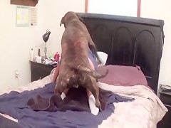 Podenco penetrating for the cunt