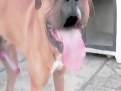 Amateur dog sex video