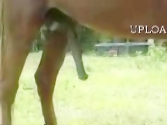 Stalcum in the forest