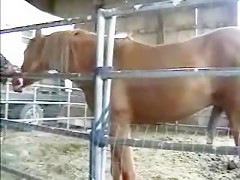 Afternoon delight with horse