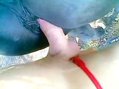 Un gran chocho de caballo 2