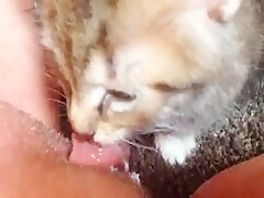 Cat licking my big clit